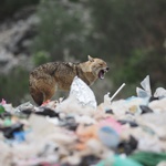 VIDEO: Gozba čagljeva pred samim vratima Siska i na Pelješcu gdje caruju na smetištima u blizini autokampova (foto: romeo ibrišević)