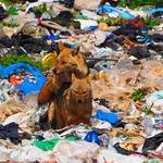 2 x VIDEO: Vukovi na Sjevernom Velebitu i šakali na Pelješcu - predivni prizori iz Nacionalnog parka, a zastrašujući sa smetišta (foto: romeo ibrišević)