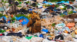 Veprovi  i lisice u Zagrebu! Divlje životinje zavladale su gradovima: sve više srna i kuna, čak i među ljubljanskim blokovima, na Kvarneru i medvjedi slobodno šeću