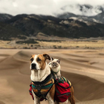Njihovo prijateljstvo je osvojilo Instagram, a Henry i Baloo postali su nerazdvojni! (foto: Cynthia Bennet/Instagram)
