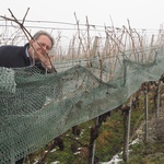 Josip Tržec s varaždinskih bregi uzgaja i graševinu i ne bere je sve dok ne zareda bar četiri dana ispod 7 stupnjeva Celzijusa. Ove godine to se dogodilo tek u veljači (foto: romeo ibrišević)