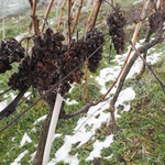 Video + foto: Prvi put prave temperature u minusa, nikada kasnije, ali najbolje za zimsku berbu i vrhunska predikatna vina (foto: romeo ibrišević)