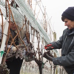 Berba zimska u Vinariji Tržec, nije čudo da graševina prevladava kod ledenog vina i izborne berbe prosušenih bobic (foto: romeo ibrišević)