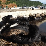 Tirkizno prekrasno more postalo zbog izlivene nafte odvratna crna mrlja (foto: romeo ibrišević)