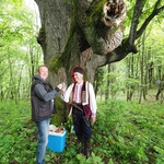 VIDEO Ona nije najstarija, ali je najveća lipa, a i drvo u Hrvatskoj obujma 9,17 m, a tek joj je 400. Lipe uskoro cvatu i sve je isto k'o i lani (foto: Romeo Ibrišević)