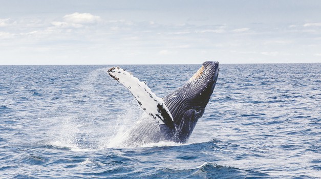Čovjeku koji je iz stiska mreže spasio zapetljano kitovo mlado prijeti kazna od 27.000 dolara!