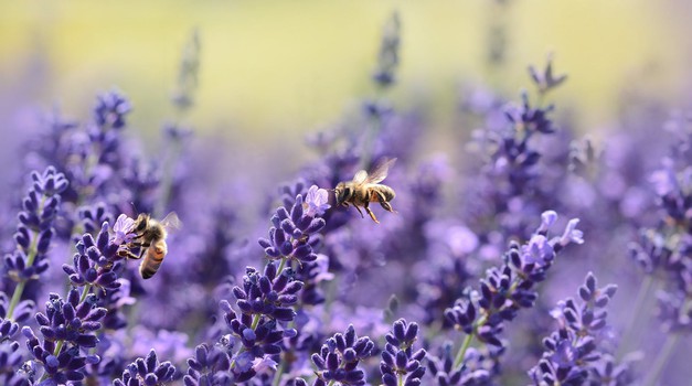 Nove EU stratergije za bioraznolikost i ekološki prihvatljivu poljoprivredu umanjuju upotrebu pesticida za 50 posto