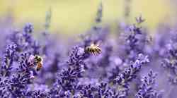 Nove EU stratergije za bioraznolikost i ekološki prihvatljivu poljoprivredu umanjuju upotrebu pesticida za 50 posto