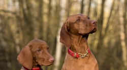 Potvrđeno - životinje mogu predosjetiti potrese