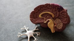 ISTRAŽIVANJE: Ljudski mozak kroz evoluciju raste te postaje veći