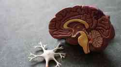ISTRAŽIVANJE: Ljudski mozak kroz evoluciju raste te postaje veći