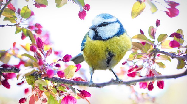 Znanstvenici shvatili zašto i kako ptice mijenjaju boju tijekom evolucije