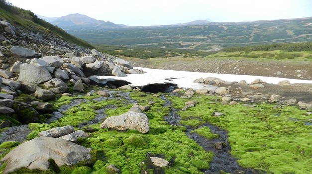 STUDIJA - Zbog klimatskih promjena Arktik postaje sve zeleniji