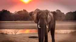 DNK test pomoći će u borbi protiv krivolova - analizira sastav slonovače