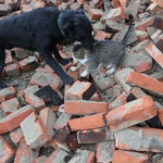 Ta divna stvorenja uz nas su u dobru i zlu! I u Petrinji su psi tragači spasili živote stradalnika u potresu, a Tomo Sukanić spasio je i obitelj, konja, psa, mačku... (foto: Pixell)