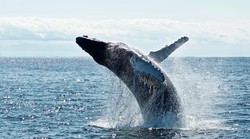 Veliki broj sivih kitova gladuje i umire na Tihom oceanu