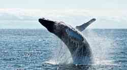 Veliki broj sivih kitova gladuje i umire na Tihom oceanu