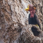 1350 različitih životinjskih vrsta u velikoj opasnosti zbog krčenja šuma, a BMW i Pirelli, uz "Birdlife" odlučili su štititi prirodni eko sustav i poticati proizvodnju prirodne gume (foto: bmw)