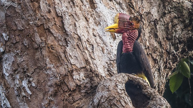 1350 različitih životinjskih vrsta u velikoj opasnosti zbog krčenja šuma, a BMW i Pirelli, uz "Birdlife" odlučili su štititi prirodni eko sustav i poticati proizvodnju prirodne gume