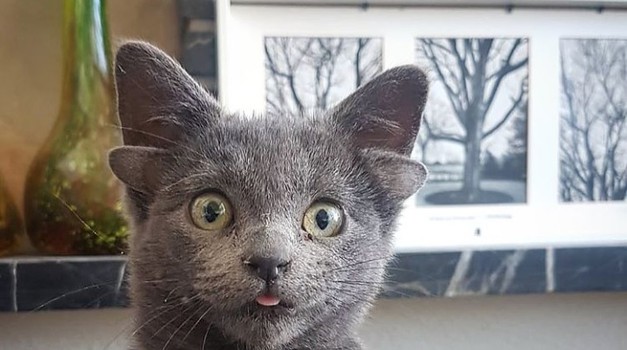 Mačić s četiri uha brzo je pronašao novi dom nakon objave na internetu i zbog toga što kao djetelina s 4 lista donosi sreću