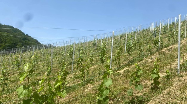 "Kokošari" poznatom vinaru ukrali 4000 trsova vinove loze! I ovo nije prvi put da se to dogodilo. Šteta viša od 10.000 eura!