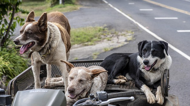 Čuvajte im šapice i ne šetajte psa po užarenom asfaltu: znate li pravilo 5 sekundi?