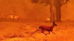 Ta divna stvorenja 'žrtve' su požara, a i ovog najnovijeg na Krasu: iscrpljene, dehidrirane i obezglavljene životinje u paničnom bijegu od vatrene stihije