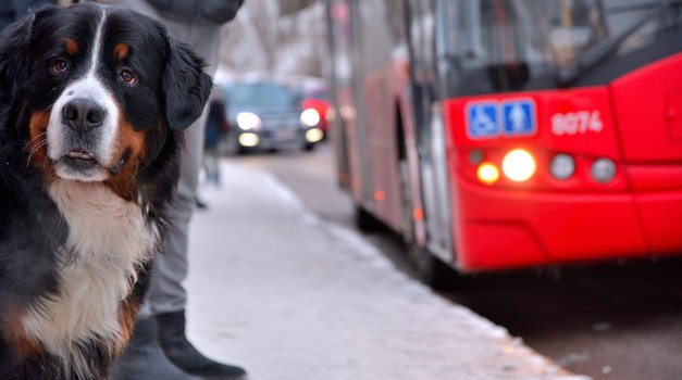 VIDEO: Svaki dan pas čeka dječaka na autobusnoj stanici i nosi mu torbu kući