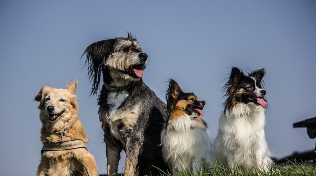 Možete li pogoditi koja je najpopularnija pasmina pasa na svijetu?