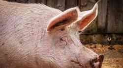 U klaonici je svinja ubila mesara kada ga je ovaj pokušao zaklati