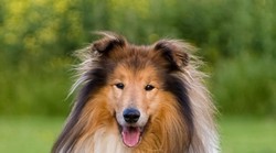 Oprez, žestoki pas: evo 10 najagresivnijih pasmina, popis će vas iznenaditi. Dugodlaki škotski ovčari, njemački ovčar, minijaturne pudle...