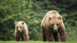 Potomci slovenskih medvjeda rade nered! Novi napad medvjeda na trkača: Još se traga za životinjom koja je ozlijedila 43-godišnjaka