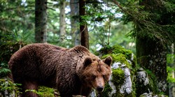 Medvjeda u Sloveniji, a i u Hrvatskoj sve više: njihov broj porastao za, teško je i povjerovati, no danas ih je i dvostruko više nego prije samo 18 godina
