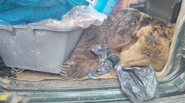 Carinici su u vozilu u Dalmaciji pronašli ustrijeljenog medvjeda, krivolovci pokušali prikriti ubijenu životinju s crvene liste ugroženih