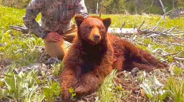 Poznati sportaš razljutio obožavatelje: Ubio medvjeda u lovu i ponosno pozirao pored trupla (FOTO)