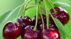 Ne jedite trešnje s košticama!!! Ljudi koji jedu trešnje na ovaj način jako štete zdravlju (upozorenje liječnika)