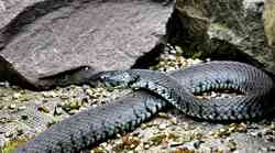 Odmor iz  pakla u Brelima: Kupače na plaži iznenadila zmija (bila je brza kao munja)