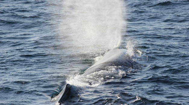 VIDEO: Kod Korčule uočeni kitovi koji narastu i do 18 metara i najveće su zubate životinje na svijetu koje inače žive u morskim dubinama (našle su se u opasnosti)