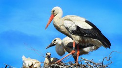 Rode su najavile promjenu koja će nas pogoditi: otišle su jer...
