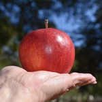 Ovim sezonskim voćem možete se riješiti nadutosti i viška kilograma (foto: Ray_Shrewsberry/Pixabay)