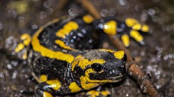 Psi i mačke su ovih dana u šumi u opasnosti, daždevnjak za njih može biti koban