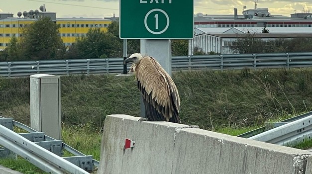 Bjeloglavi sup na pedalj od centra Zagreba!!! Uočena vrlo posebna i zaštićena ptica (FOTO)