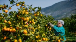 Strogo zabranjeni pesticid ponovno je otkriven u mandarinama iz doline Neretve