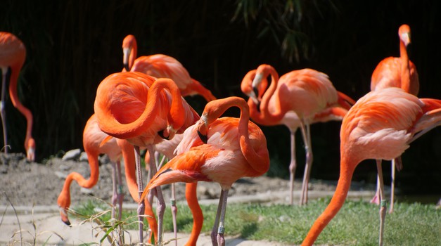 Flamingosi u Istri!!! Nevjerojatan prizor u Savudrijskoj vali, takvo što još niste vidjeli