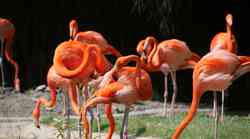 Flamingosi u Istri!!! Nevjerojatan prizor u Savudrijskoj vali, takvo što još niste vidjeli