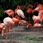 Flamingosi u Istri!!! Nevjerojatan prizor u Savudrijskoj vali, takvo što još niste vidjeli (foto: PublicDomainPictures from Pixabay)