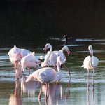 Flamingosi u Istri!!! Nevjerojatan prizor u Savudrijskoj vali, takvo što još niste vidjeli (foto: Jean van der Meulen from Pixabay)