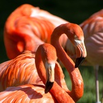 Flamingosi u Istri!!! Nevjerojatan prizor u Savudrijskoj vali, takvo što još niste vidjeli (foto: Jenny from Pixabay)