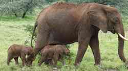 Slonica rodila blizance! Razlog za veselje: U Keniji se dogodio rijedak fenomen