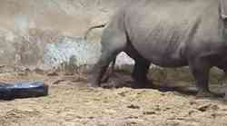 Crni nosorog, jedan od najrjeđih sisavaca rođen je u zoološkom vrtu (pogledajte trenutak kada je pristigao na svijet)